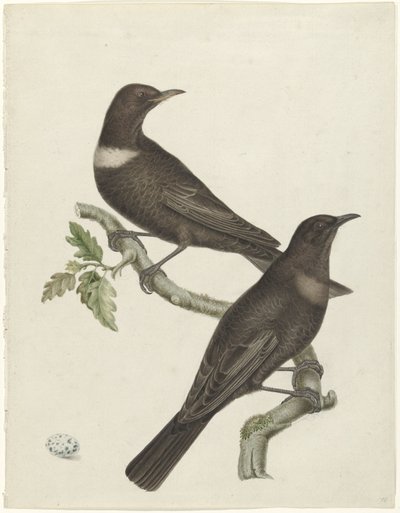 Deux grives à collier (Purdus torquatus) avec un œuf - Jan Christiaan Sepp (possibly)
