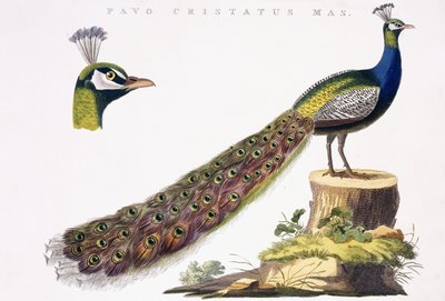 Paon - Jan Christiaen Sepp