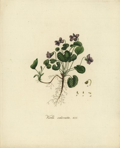 Violette odorante ou violette anglaise, Viola odorata - Jan Christiaen Sepp