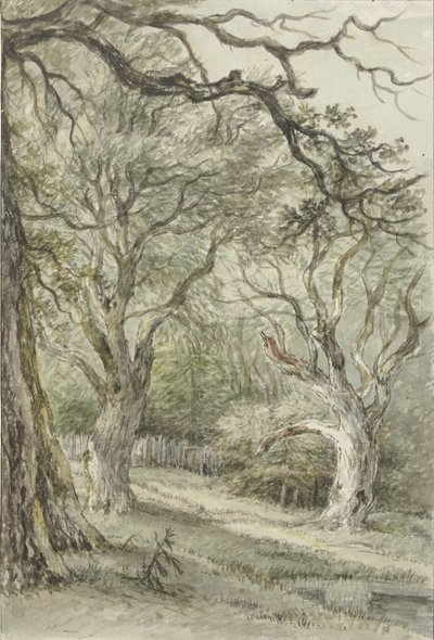 Vue de forêt - Jan Hulswit
