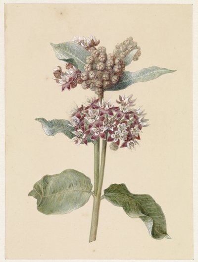 Asclepias en fleurs - Jan Jacob Goteling Vinnis