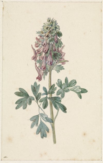 Corydalis bulbosa en fleurs - Jan Jacob Goteling Vinnis