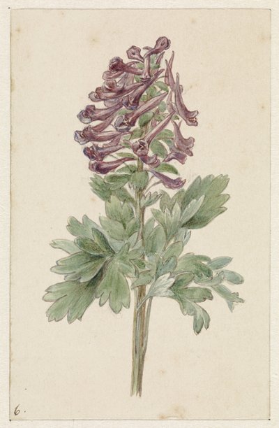 Corydale bulbeuse en fleur - Jan Jacob Goteling Vinnis