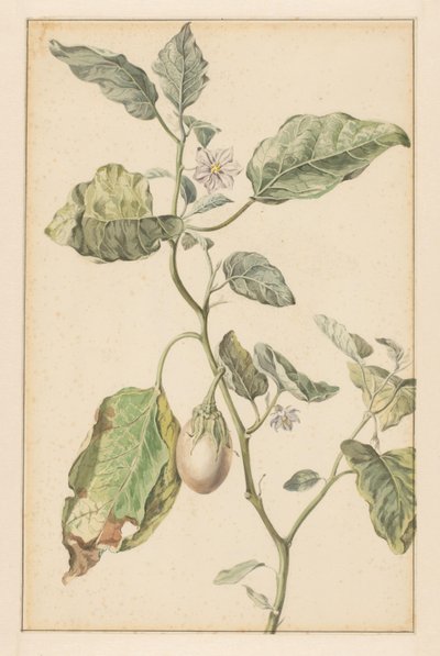 Plante d
