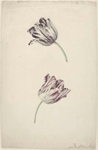 Deux tulipes rouges et blanches - Jan Jansz. van der Vinne