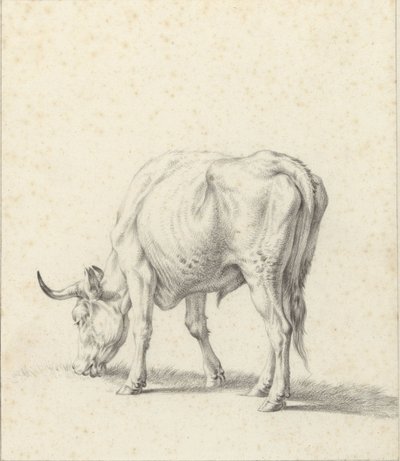Taureau broutant - Jan Kobell (II)