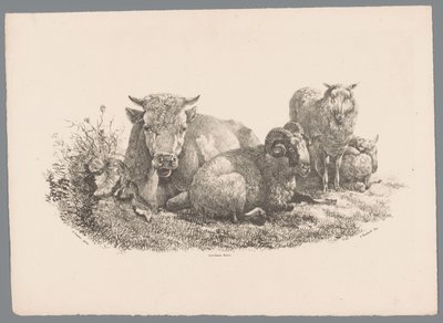 Vache, bélier et deux moutons - Jan Kobell (III)