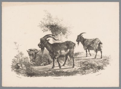 Deux chèvres et un mouton près d