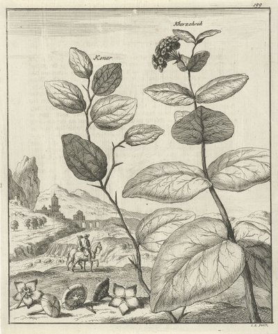 Illustration de deux plantes persanes - Jan Luyken