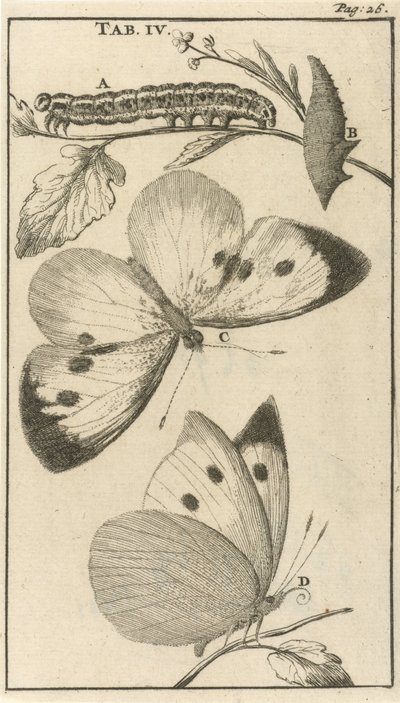 Chenilles, chrysalides et papillons IV - Jan Luyken