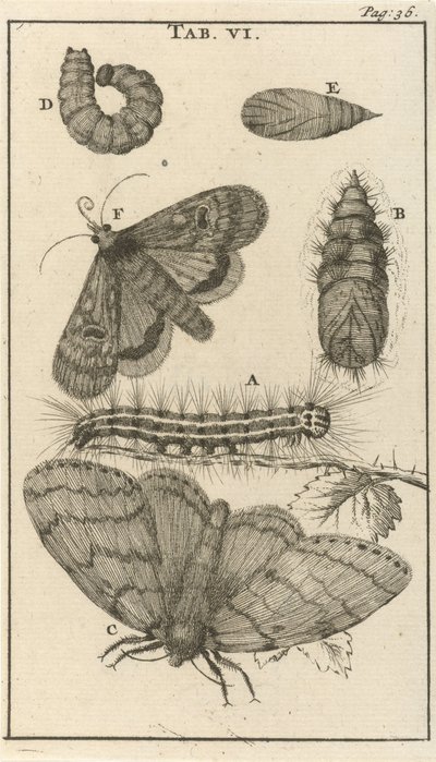 Chenilles, chrysalides et papillons VI - Jan Luyken