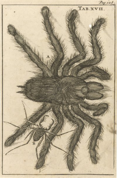 Araignées XVII - Jan Luyken