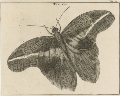 Papillon géant surinamien XIX - Jan Luyken