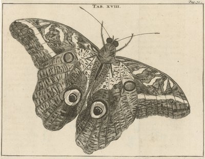 Papillon géant du Suriname XVIII - Jan Luyken