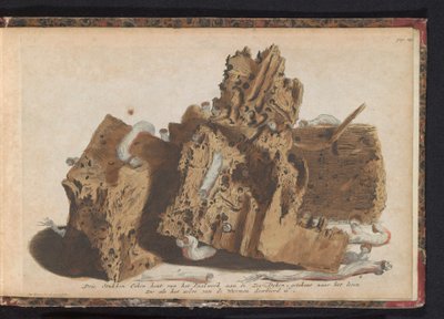 Parties de pieux endommagées par des tarets, 1731 - Jan Ruyter