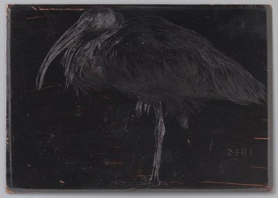 Ibis - Jan Veth
