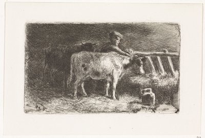Paysans entre deux vaches près d