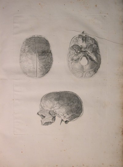 Albinus II, Pl. III, Os crânien, illustration de 