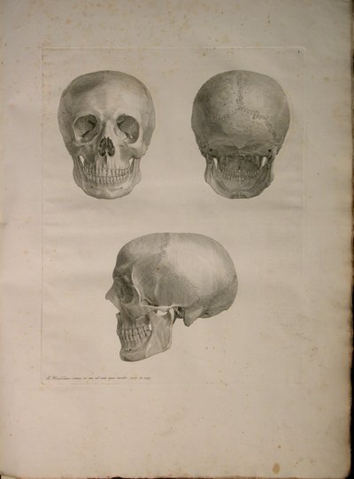 Albinus II, Pl. I, illustration de 