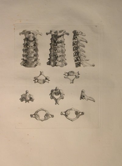 Albinus II, Pl. X: Vertèbre cervicale, illustration de 