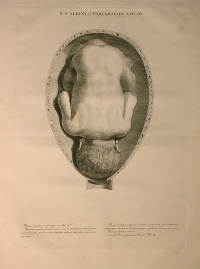 Albinus, Utérus, Pl. III, illustration de 