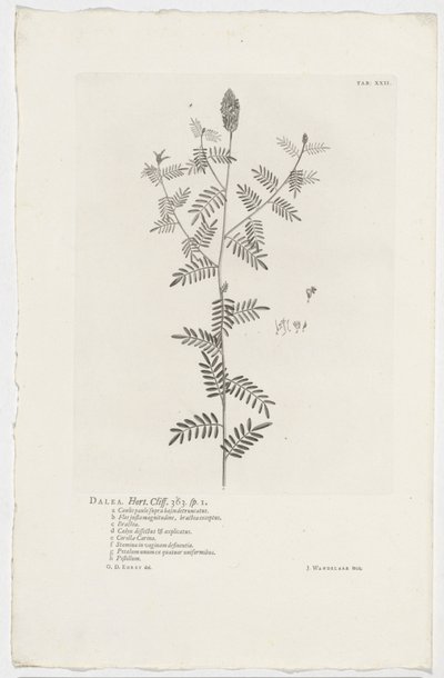 Dalea alopecuroides - Jan Wandelaar