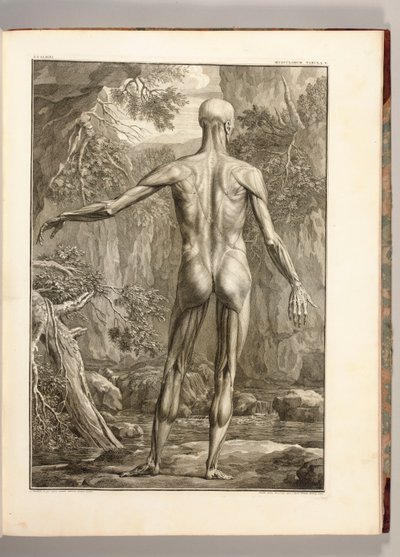 Gravure représentant les groupes musculaires du dos, 1747 - Jan Wandelaar