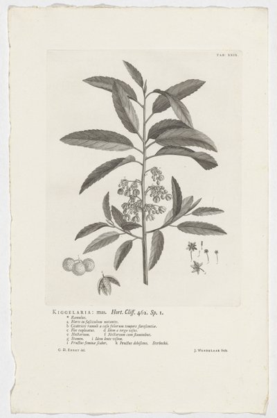 Kiggelaria africana - Jan Wandelaar