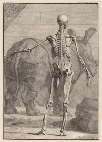 Musculorum Tabula VIII - Jan Wandelaar