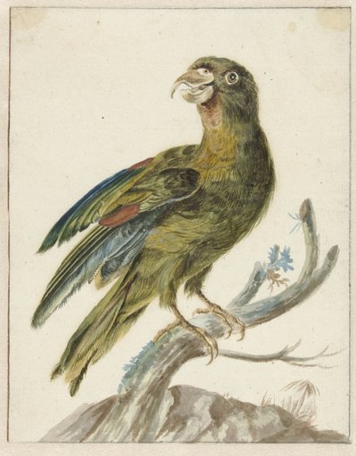 Perruche - Jan Baptist Weenix