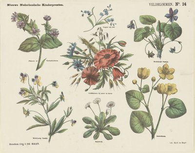 Fleurs des champs - Jan de Haan