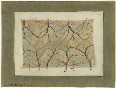 Étude anatomique du système vasculaire - Jan l