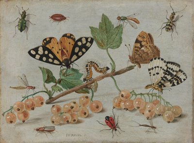 Insectes et fruits - Jan van Kessel (I)