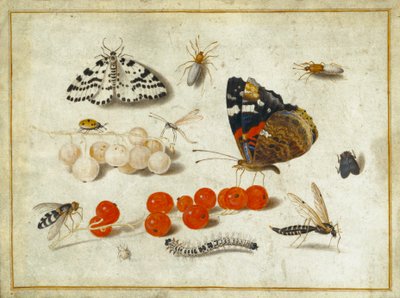 Papillon, Chenille, Papillon de nuit, Insectes et Groseilles, c.1650-65 - Jan van Kessel the Elder