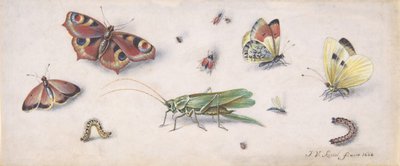 Insectes, papillons et une sauterelle, 17ème siècle - Jan van Kessel