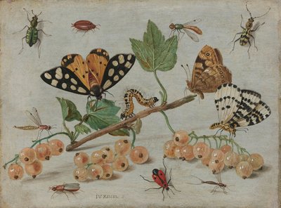 insectes et fruits, vers 1660-5 (huile sur cuivre) - Jan van Kessel the Elder