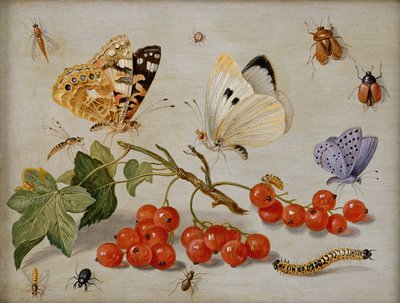 Nature morte avec branche de groseilles rouges, papillons, coléoptères, chenille et insectes - Jan van Kessel the Elder