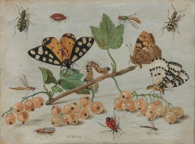 Insectes et fruits - Jan van Kessel the Elder