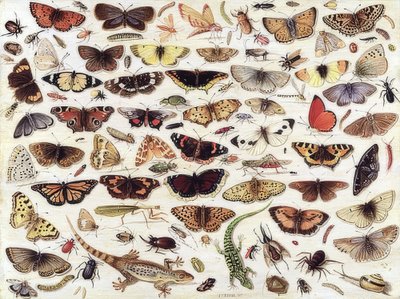 Étude de papillons et autres insectes. 1657 - Jan van Kessel the Elder