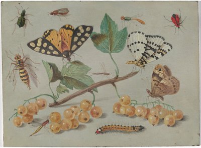 Étude de papillon et d