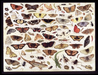 Étude de papillons et autres insectes - Jan van Kessel the Elder