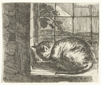Chat sur le rebord de la fenêtre - Jan van Ossenbeeck