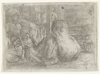 Chameau couché - Jan van Ossenbeeck