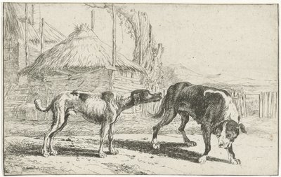 Chien mâle et femelle - Jan van den Hecke