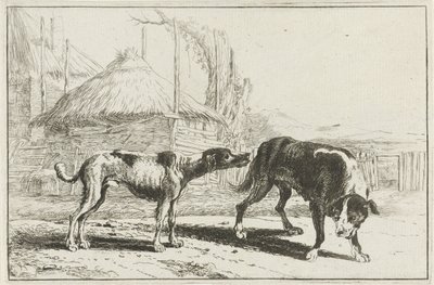 Chien mâle et femelle - Jan van den Hecke