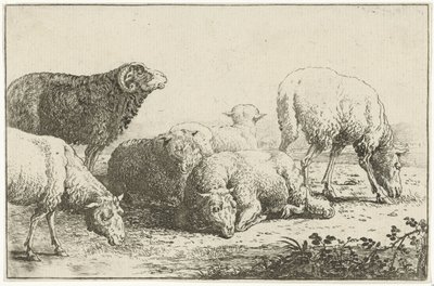 Moutons (Dieren, Zoographiam) - Jan van den Hecke