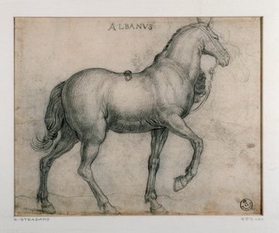 Étude pour un cheval - Jan van der Straet