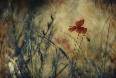  - Jan van der Linden