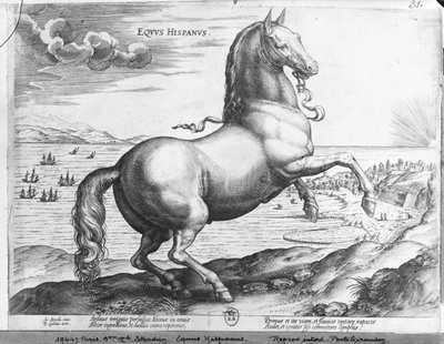 Equus Hispanus - Jan van der Straet