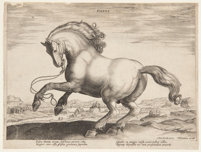 Un cheval danois, de la quatrième série de "Equile Joannis Austriaci" - Jan van der Straet, called Stradanus